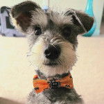 Un Miniature Schnoxie portant un nœud autour du cou