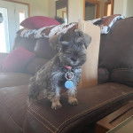 Un Miniature Schnoxie assis sur un canapé et portant un collier autour du cou