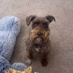 Un Miniature Schnoxie assis sur une moquette