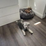 Un Miniature Schnoxie assis sur une moquette