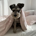 Un Miniature Schnoxie assis sur un lit et couvert par un drap 