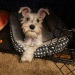 Un Miniature Schnoxie allongé dans un panier et regardant la caméra 