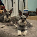 Deux Miniature Schnoxie allongé et regardant tous les deux la caméra 