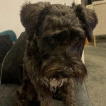 Un Miniature Schnoxie assis sur un canapé et regardant la caméra 