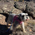 Un Miniature Schnoxie marchant sur une surface herbacée et qui est tenu en laisse