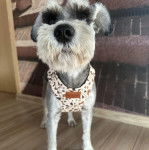 Un Miniature Schnoxie sur un plancher et portant un harnais 