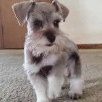 Un Miniature Schnoxie sur une moquette 