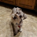 Un Miniature Schnoxie sur un sol carrelé et portant un collier autour du cou