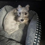 Un Miniature Schnoxie allongé dans un panier et regardant vers la caméra