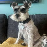 Un Miniature Schnoxie assis sur un canapé et portant un collier autour du cou