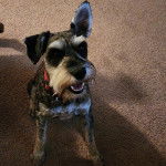 Un Miniature Schnoxie assis sur une moquette et portant un collier autour du cou