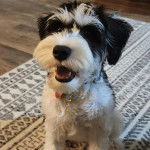 Un Miniature Schnoxie assis sur un tapis et portant un collier autour du cou