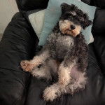 Un Miniature Schnoxie assis sur un fauteuil et regardant vers la caméra 