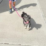 Un Miniature Schnoxie marchant sur un trottoir et qui est tenu en laisse