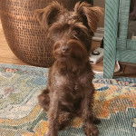 Un Miniature Schnoxie assis sur une moquette et semblant détendu