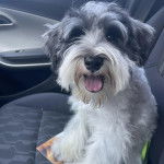 Un Miniature Schnoxie assis sur le siège d'une voiture et tirant la langue 