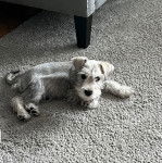 Un Miniature Schnoxie allongé sur une moquette et regardant vers la caméra 