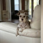 Un Miniature Schnoxie allongé sur un canapé et regardant vers la caméra 