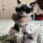 Un Miniature Schnoxie assis et tirant la langue 