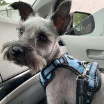 Un Miniature Schnoxie assis dans une voiture et portant un harnais 