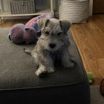 Un Miniature Schnoxie assis sur un canapé et regardant vers la caméra 