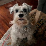 Un Miniature Schnoxie assis sur un tapis et portant un collier autour du cou