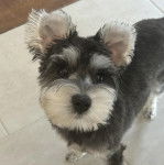 Un Miniature Schnoxie sur un sol carrelé et regardant vers la caméra 