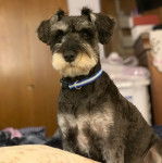 Un Miniature Schnoxie assis sur un lit et portant un collier autour du cou