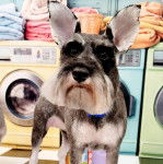 Un Miniature Schnoxie sur une surface carrelé et portant un collier autour du cou