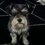 Un Miniature Schnoxie assis sur un tapis et regardant vers la caméra 