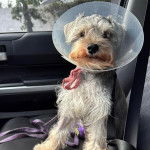 Un Miniature Schnoxie assis sur le siège d'une voiture et portant un carcan