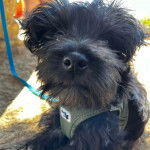 Un Miniature Schnoxie allongé et portant un harnais 