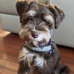 Un Miniature Schnoxie assis sur un plancher et portant un collier autour du cou