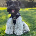 Un Miniature Schnoxie assis sur une surface gazonnée et portant un harnais 