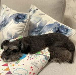 Un Miniature Schnoxie allongé sur un canapé et semblant dormir