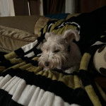 Un Miniature Schnoxie allongé sur un canapé et portant un collier autour du cou