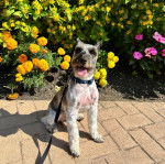 Un Miniature Schnoxie assis sur un sol pavé et qui est tenu en laisse 