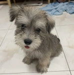 Un Miniature Schnoxie assis sur un sol carrelé et tirant la langue 