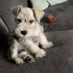 Un Miniature Schnoxie assis sur un canapé et semblant détendu