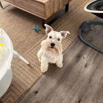 Un Miniature Schnoxie assis sur un tapis et regardant vers la caméra 