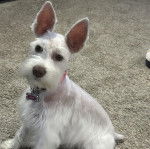 Un Miniature Schnoxie assis sur une moquette et portant un collier autour du cou