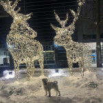 Un Miniature Schnoxie sur une surface enneigée et semblant détendu