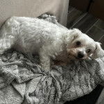 Un Miniature Schnoxie allongé et regardant vers la caméra 