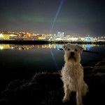 Un Miniature Schnoxie assis sur une surface herbacée et semblant détendu