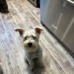 Un Miniature Schnoxie assis sur un plancher et semblant détendu 