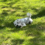 Un Miniature Schnoxie allongé sur une surface gazonnée et semblant détendu 