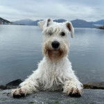 Un Miniature Schnoxie regardant vers la caméra 