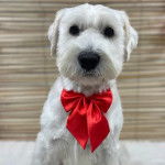 Un Miniature Schnoxie portant un nœud rouge autour du cou