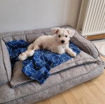 Un Miniature Schnoxie allongé dans un panier et semblant détendu 