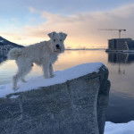 Un Miniature Schnoxie sur un rocher et regardant vers la caméra 